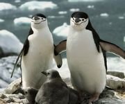 pic for Chinstrap Penguins Animal 